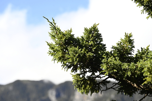 Juniperus squamata, photograph 6