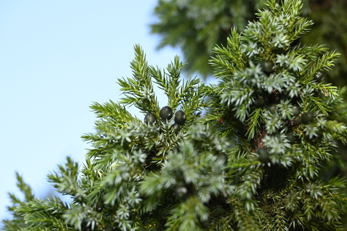 Juniperus squamata, photograph 5