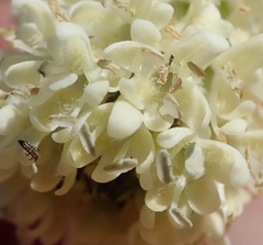 Phyllopodium elegans