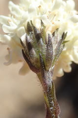 Phyllopodium elegans