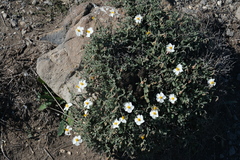 Abelard's Sunrose (Helianthemum abelardoi)