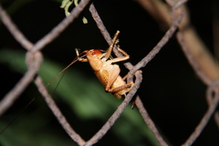 Ocellarnaca furcifera