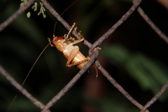 Ocellarnaca furcifera