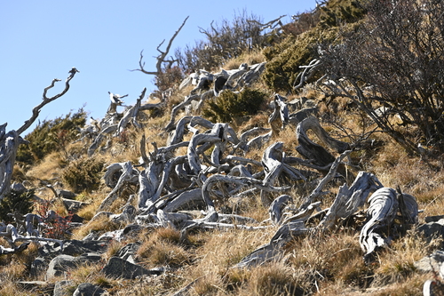 Image of Juniperus squamata by (c) 曾昱承 Yu-Cheng Zeng, some rights reserved (CC BY)