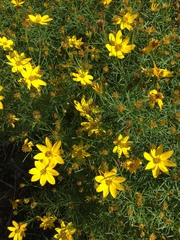 Coreopsis verticillata