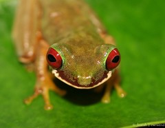 Duellmanohyla salvavida