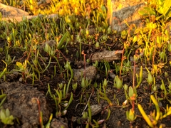 Micranthes bryophora