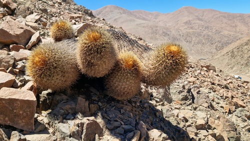 Copiapoa gigantea