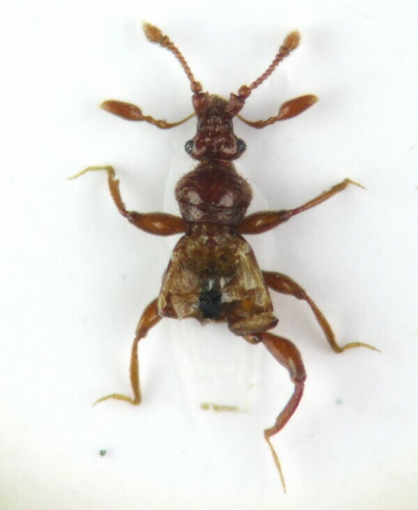 Bryaxis chaudoirii