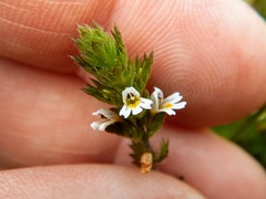 Euphrasia hudsoniana