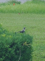 Mimus polyglottos image