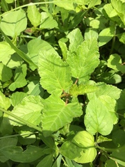 Melochia corchorifolia