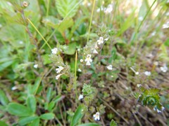 Euphrasia hudsoniana