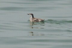Long-Billed Murrelet photo 4