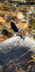 Calopteryx xanthostoma