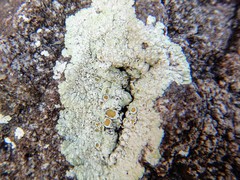 Rhizoplaca opiniconensis