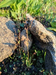 Micranthes bryophora