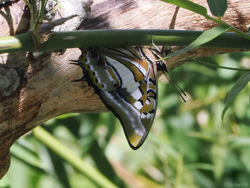 Polyura jupiter