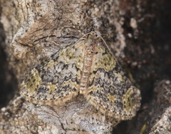 Acasis viretata