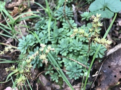 Sedum glaucophyllum