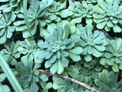 Sedum glaucophyllum