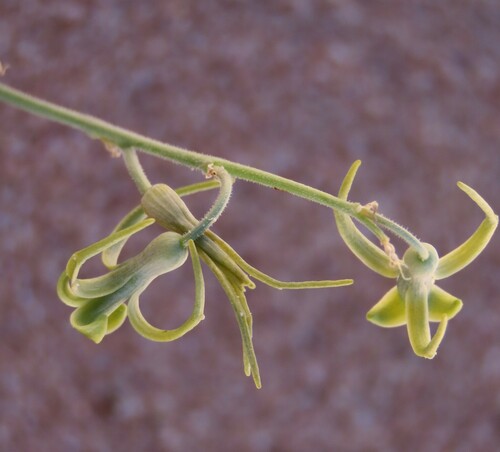 Dipcadi vaginatum