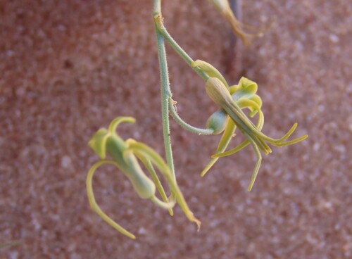 Dipcadi vaginatum