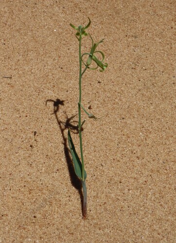 Dipcadi vaginatum