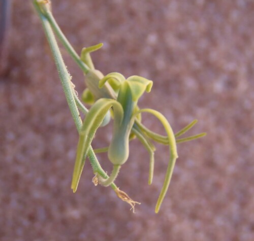 Dipcadi vaginatum