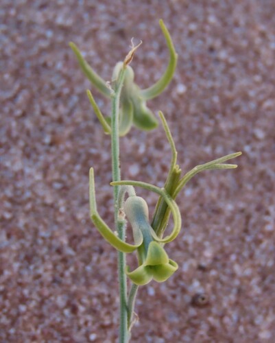 Dipcadi vaginatum