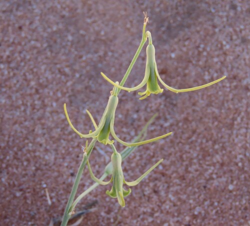 Dipcadi vaginatum