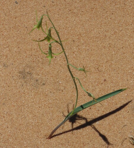 Dipcadi vaginatum