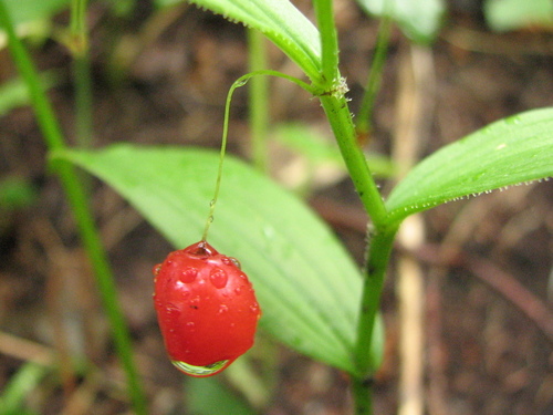 Korean twisted-stalk (Streptopus koreanus)