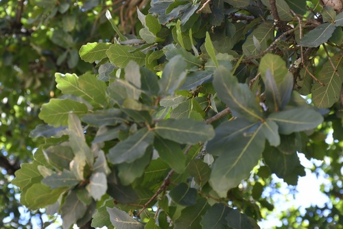 Quercus glaucoides, photograph 6