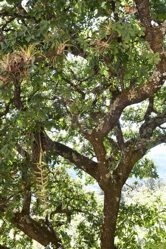 Quercus glaucoides, photograph 5