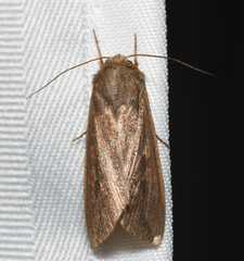 Mythimna unipuncta