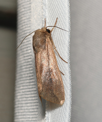 Mythimna unipuncta