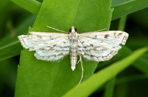 Watermilfoil Leafcutter Moth photo 3