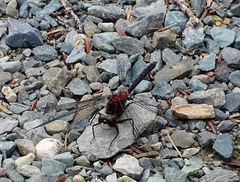 Leucorrhinia proxima