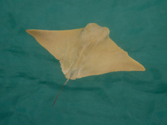 Golden Cownose Ray photo 2