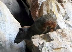Climbing Cavy photo 4