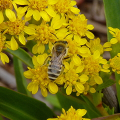 Colletes speculiferus