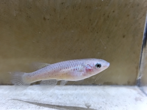 Blue lyretail (Fundulopanchax gardneri) — Nothobranchiidae — 3