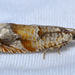 Epinotia castaneana - Photo (c) Christian Schwarz, algunos derechos reservados (CC BY-NC)