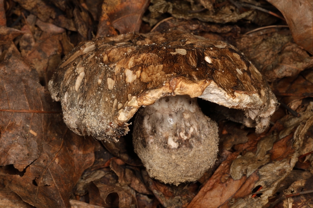 Boletopsis macrocarpa