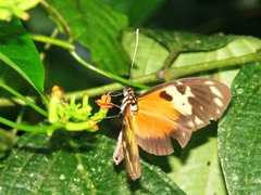 Heliconius hecale melicerta