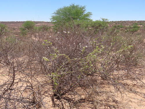 Image of Ehretia alba by no rights reserved