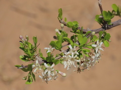 Ehretia alba, photograph author not stated, no rights reserved
