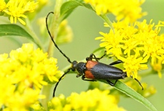 Stictoleptura canadensis