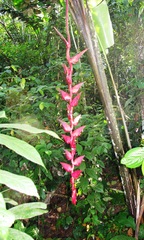 Heliconia pogonantha